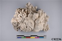 藏品(珊瑚化石)的圖片